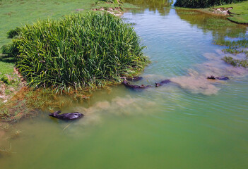 buffalo herd are crossing the canal
