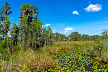 Obraz premium Florida Landscape