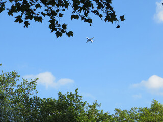 summer sky with flying plane framed by tree branches