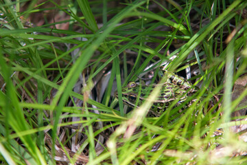 Frog hiding, camouflaged in the grass.