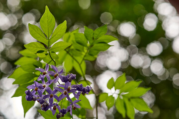 A cluster of purple flowers of the climbing vine known as Brazilian Nightshade(Solanum seaforthianum), glowing in the morning sunlight - backlit by dappled light and bokeh coming through the canopy.