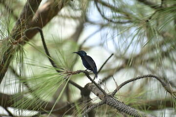 blackbird on a branch