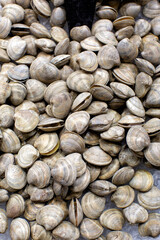 Display of Striped Venus clam for sale at a market in Barcelona
