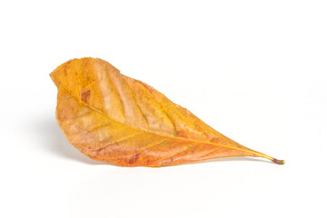 Dry leaves on white background.