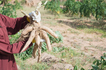 Obraz premium Farmer harvest cassava in farmland before rainy season.