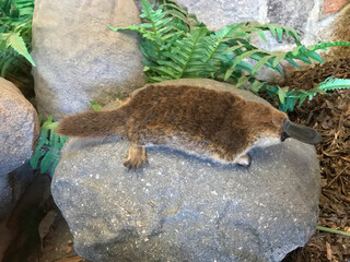 Closeup of Australian Platypus mammal sitting on rock