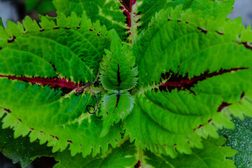 green fern leaf
