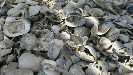 seashells on the beach background texture or wallpaper
