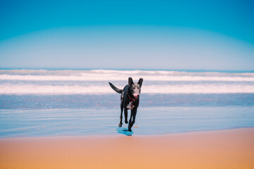 Perro corriendo en la playa