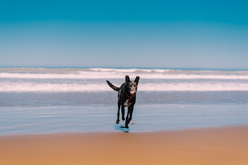 Perro corriendo en la playa