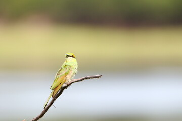 Bee eater on perch