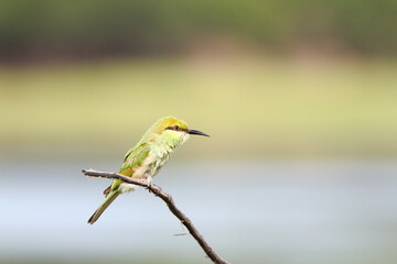 Bee eater on perch