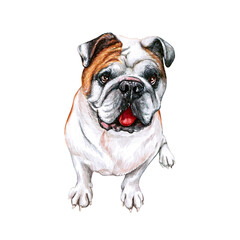Watercolor illustration of a funny dog. Hand made character. Portrait cute dog isolated on white background. Watercolor hand-drawn illustration. Popular breed dog. English Bulldog
