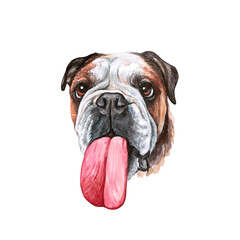 Watercolor illustration of a funny dog. Hand made character. Portrait cute dog isolated on white background. Watercolor hand-drawn illustration. Popular breed dog. English Bulldog