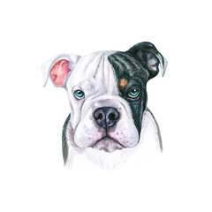 Watercolor illustration of a funny dog. Hand made character. Portrait cute dog isolated on white background. Watercolor hand-drawn illustration. Popular breed dog. English Bulldog