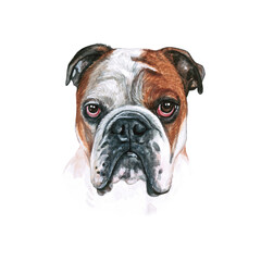 Watercolor illustration of a funny dog. Hand made character. Portrait cute dog isolated on white background. Watercolor hand-drawn illustration. Popular breed dog. English Bulldog