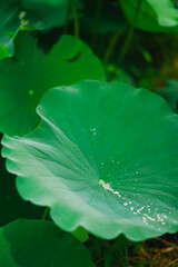 A water drop flows through a fresh lotus leaf with dewdrops in a small lotus pond in the countryside of Nanning, Guangxi, China