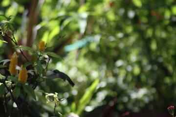 colibri entre las ramas  © PRODUCCIONES ALI G.