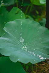A water drop flows through a fresh lotus leaf with dewdrops in a small lotus pond in the...