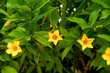 A blooming yellow cicada flower