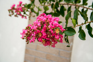 A blooming crape myrtle flower