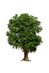 Obraz premium tree isolated on white background with clipping path