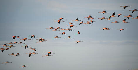 Wildlife. Birdwatching. Flight. Flock of flamingos, Phoenicoparrus andinus, flying across the sky. 