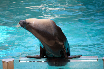 Closeup of clever sea lion seal