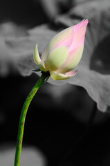 A Lotus Bud Isolated in Black and White