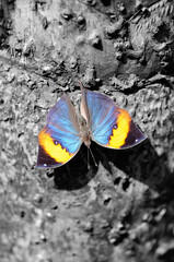 Dead Leaf Butterfly on a tree trunk in black and white background