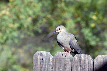 Morning Dove sitting on Top of Fence