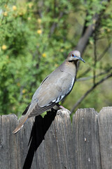 Dove in Profile Perched on Fence