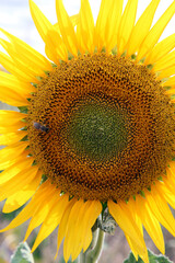 Beautiful bright yellow sunflowers in a large field in farming country near Toowoomba, Queensland, Australia
