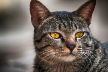 Obraz premium close up of a cat