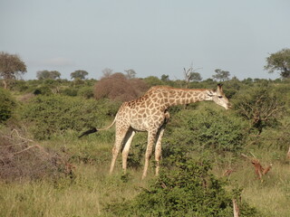Girafa comendo no safari