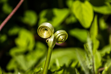 snail on a leaf