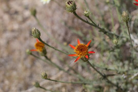 Yellow Disc and reddish Ray Florets comprise the bloom of Cooper Dyssodia, Adenophyllum Cooperi, Asteraceae, native perennial in the fringes of Twentynine Palms, Southern Mojave Desert, Springtime.