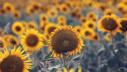 Beautiful bright yellow sunflowers in a large field in farming country near Toowoomba, Queensland, Australia