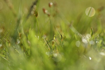 dew on grass
