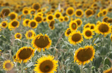 Obraz premium Beautiful bright yellow sunflowers in a large field in farming country near Toowoomba, Queensland, Australia