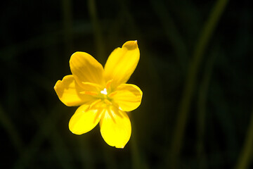 Six-petalled Yellow Flower