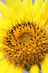 Beautiful large yellow sunflower on light background