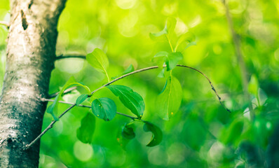 Green Leaves Concept Background
