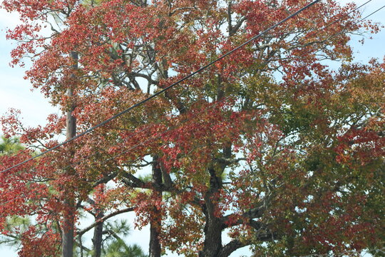 tree in autumn