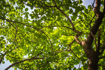 Roof of a Forest in the Sun