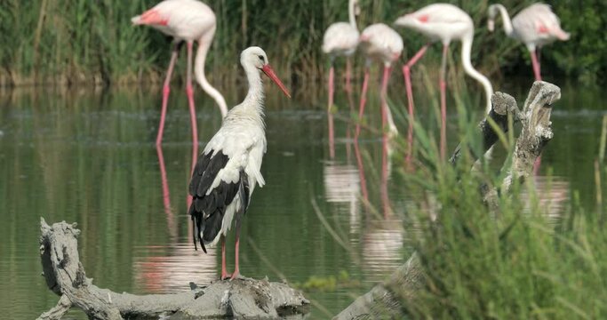 Lockdown shot of stork preening while perching on wood against flamingos in sea on sunny day - Camargue, France