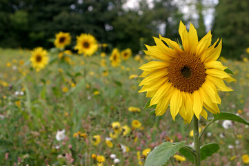 Beautiful bright yellow sunflowers in a large field in farming country near Toowoomba, Queensland, Australia
