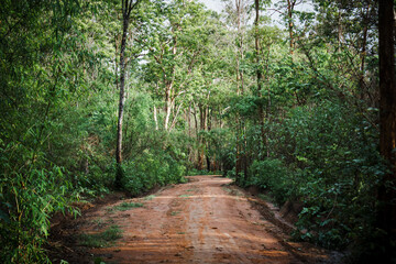 Sidewalks in tropical forests in Asia