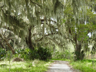 A live oak covered in Spanish moss