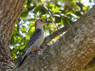 A red-bellied woodpecker in Florida